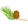 Larch tree wood extract vector image