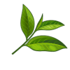 Green tea leaf vector image