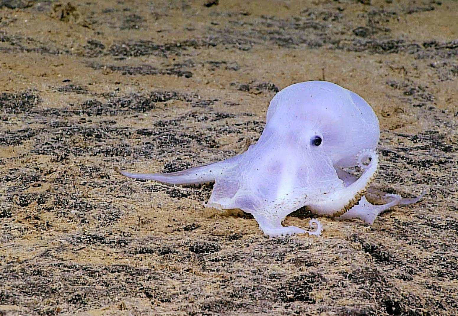 deep sea animals