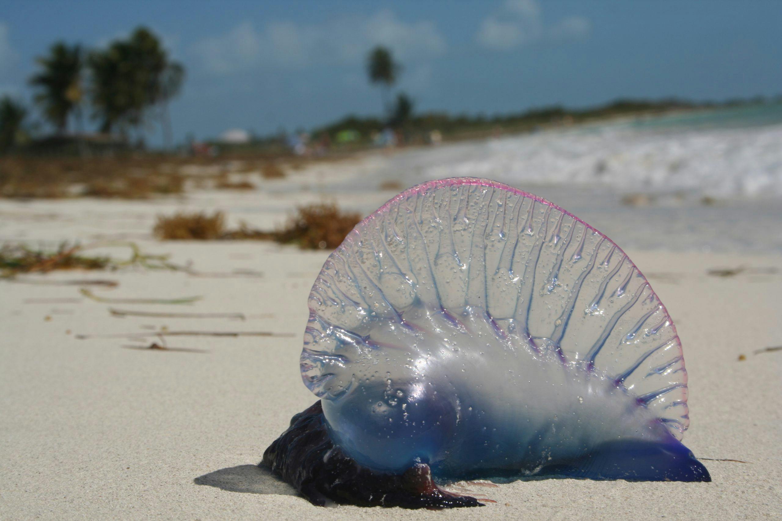 Can Jellyfish Survive Out Of Water