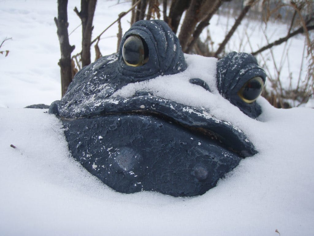 Frozen frog in the snow