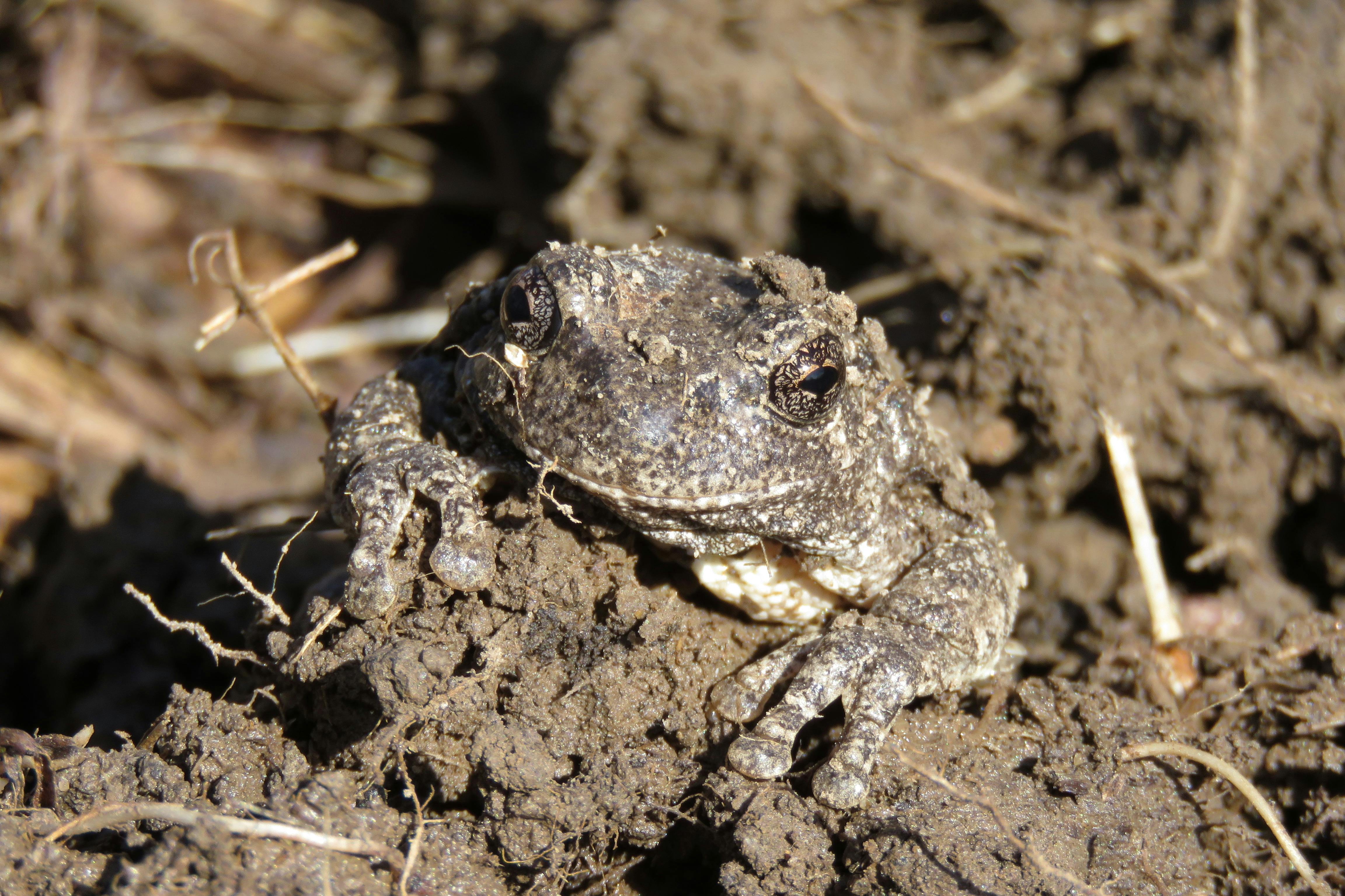 Frog in mud