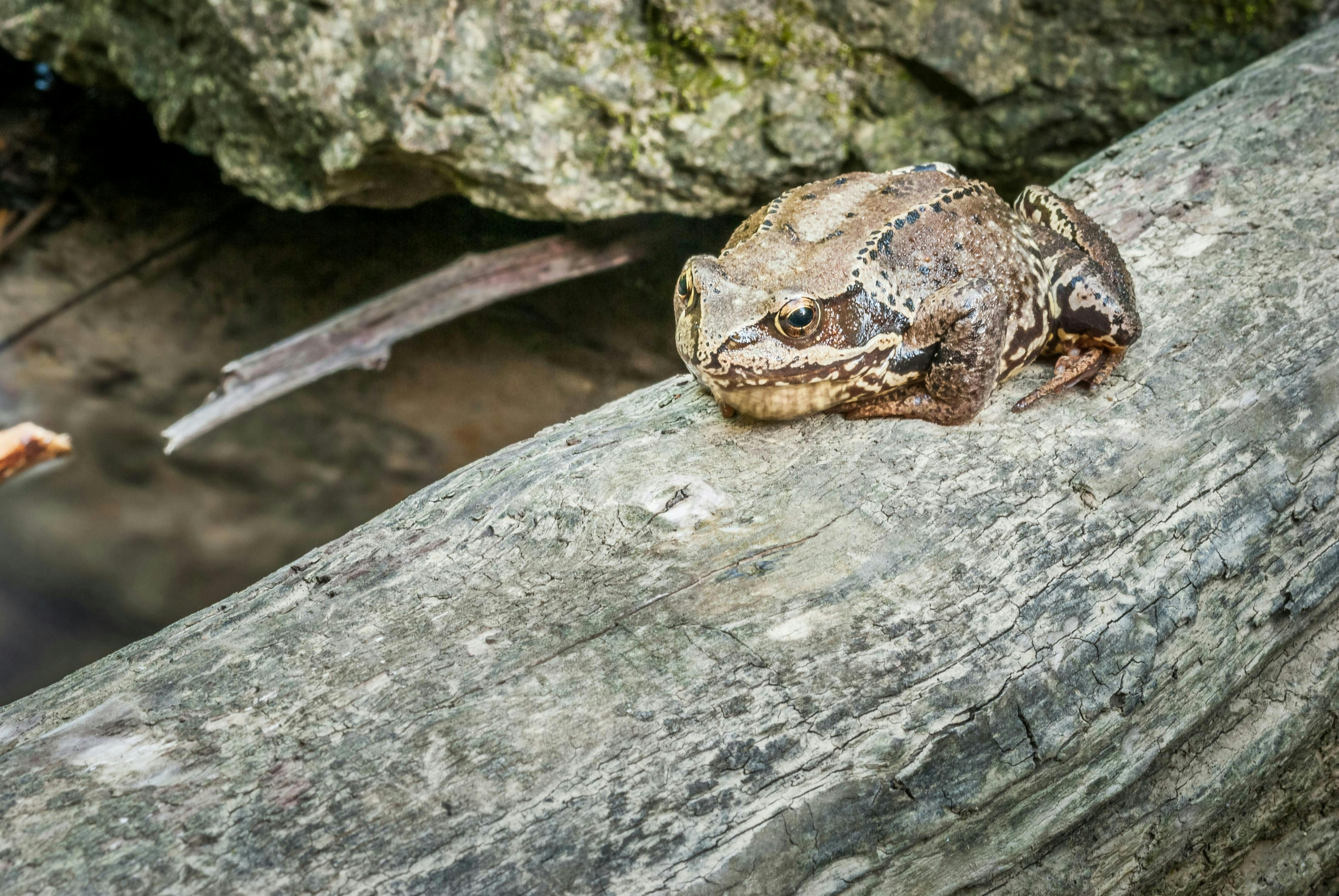 Frog perched on a log in the cold