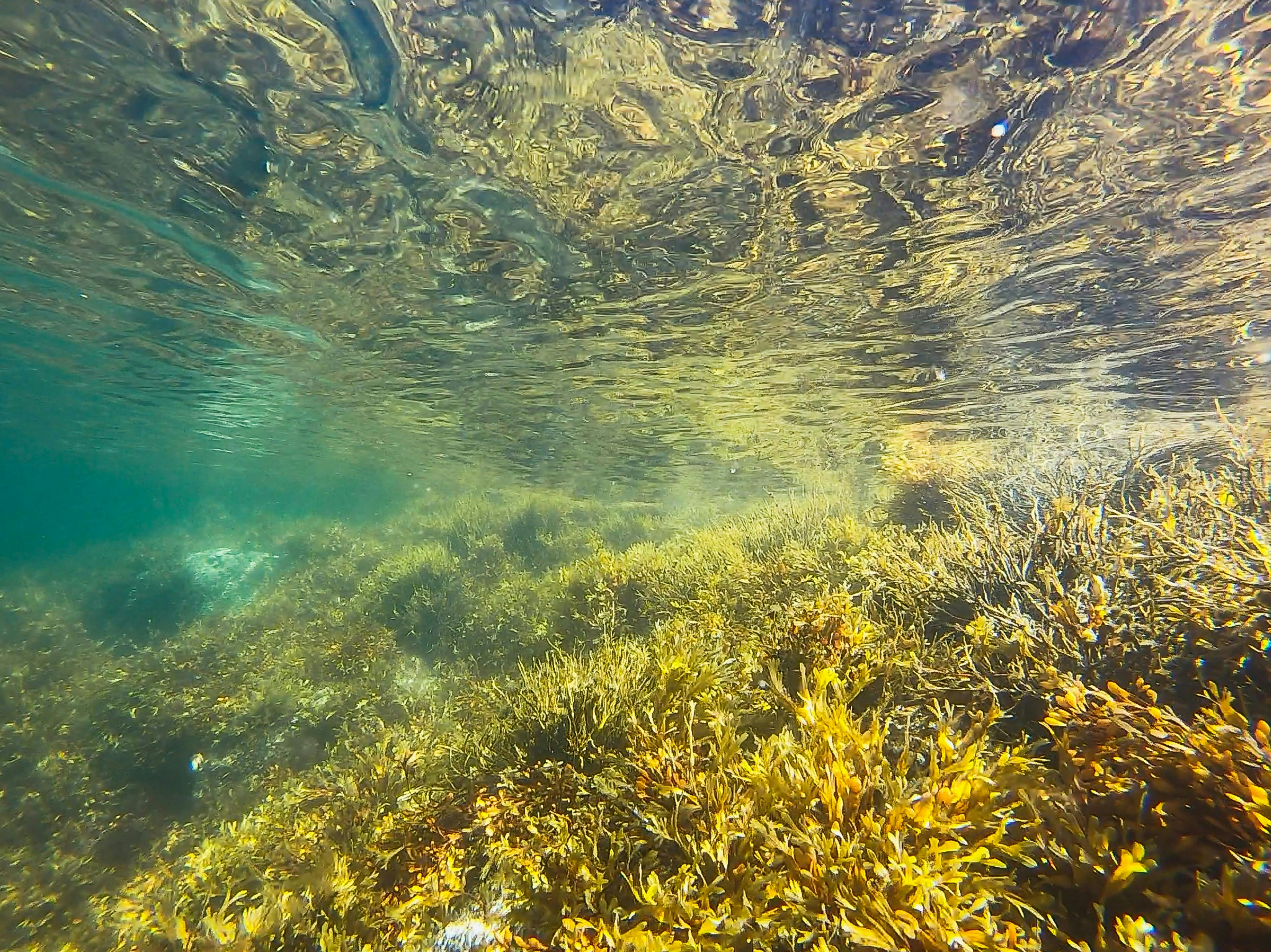 Algae underwater 
