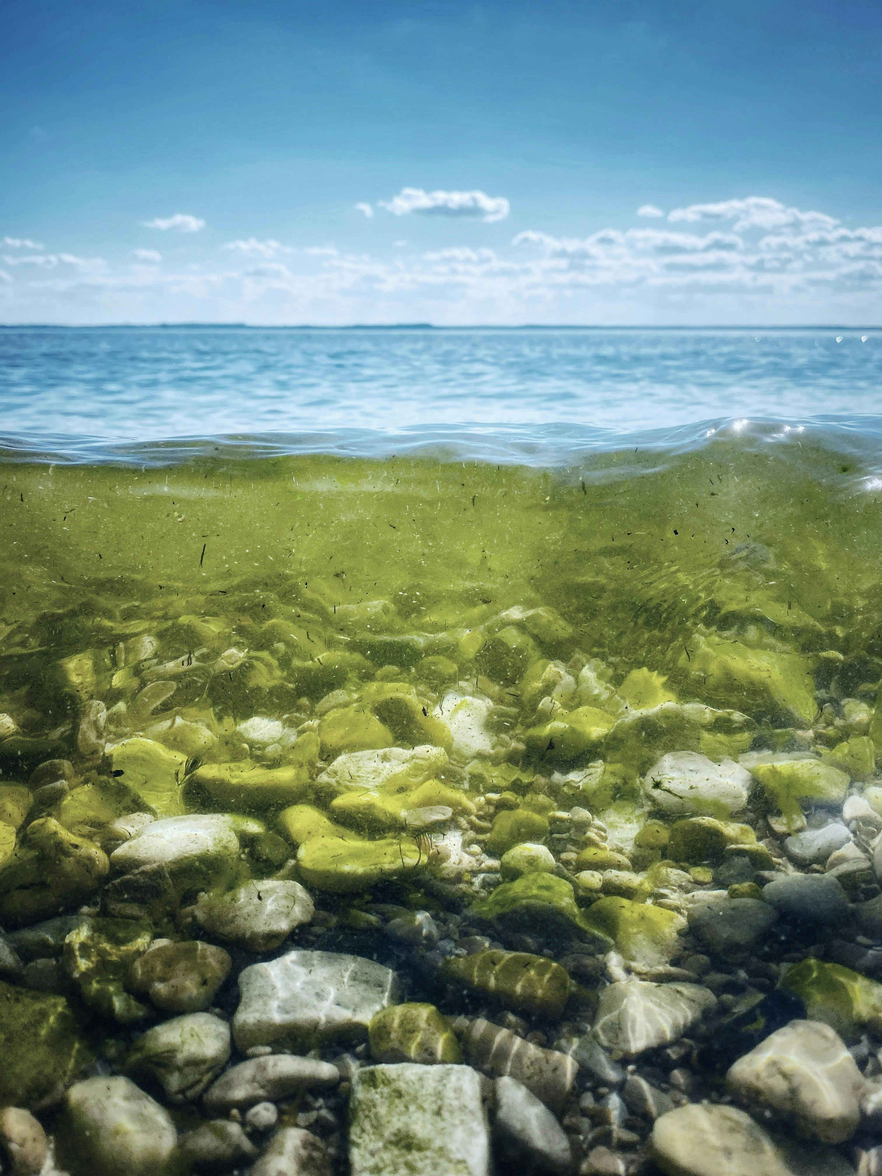 Underwater picture of a lake with algae