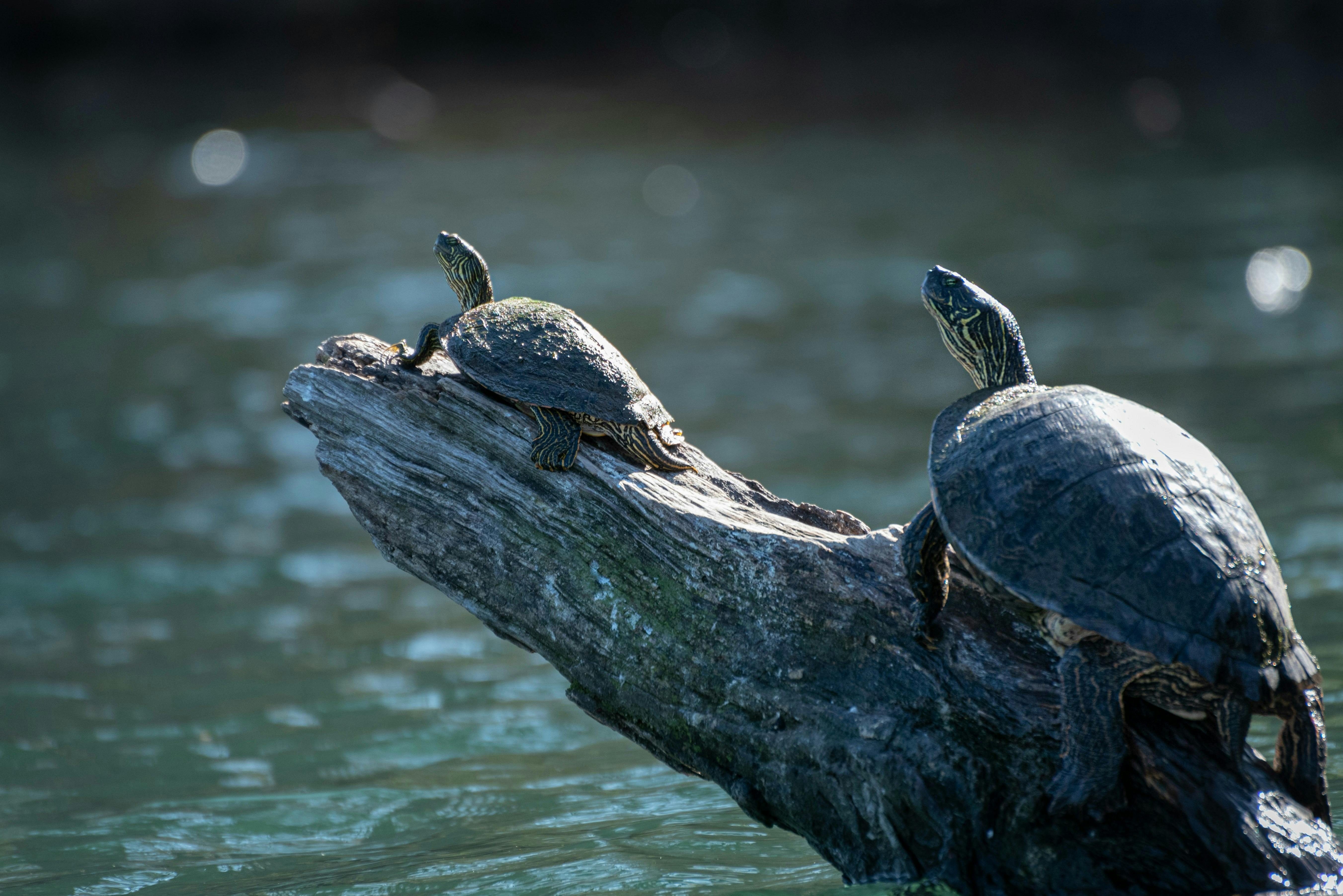 Turtles sitting on a log