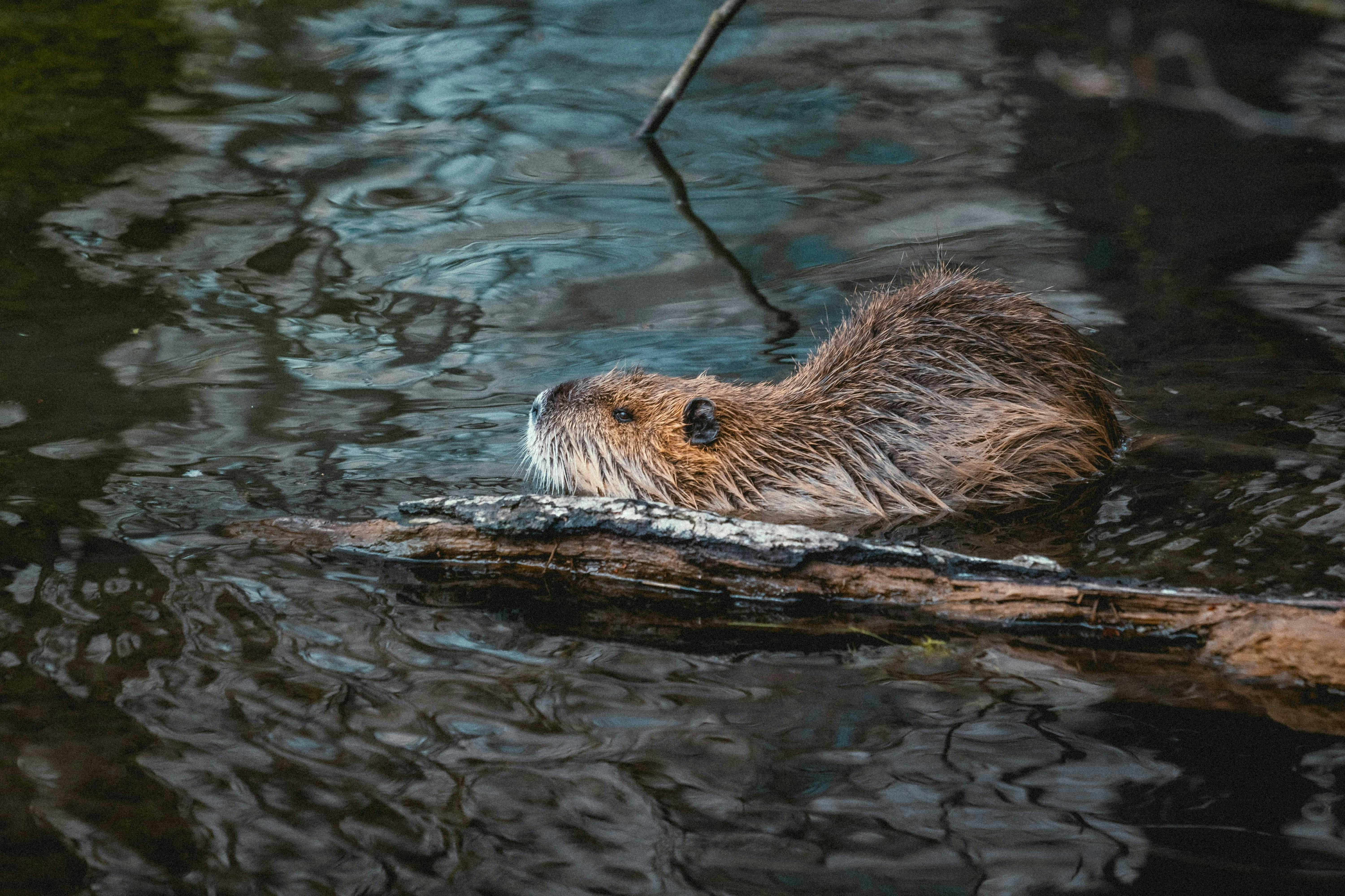 Photo of a beaver by Niklas Hamann
