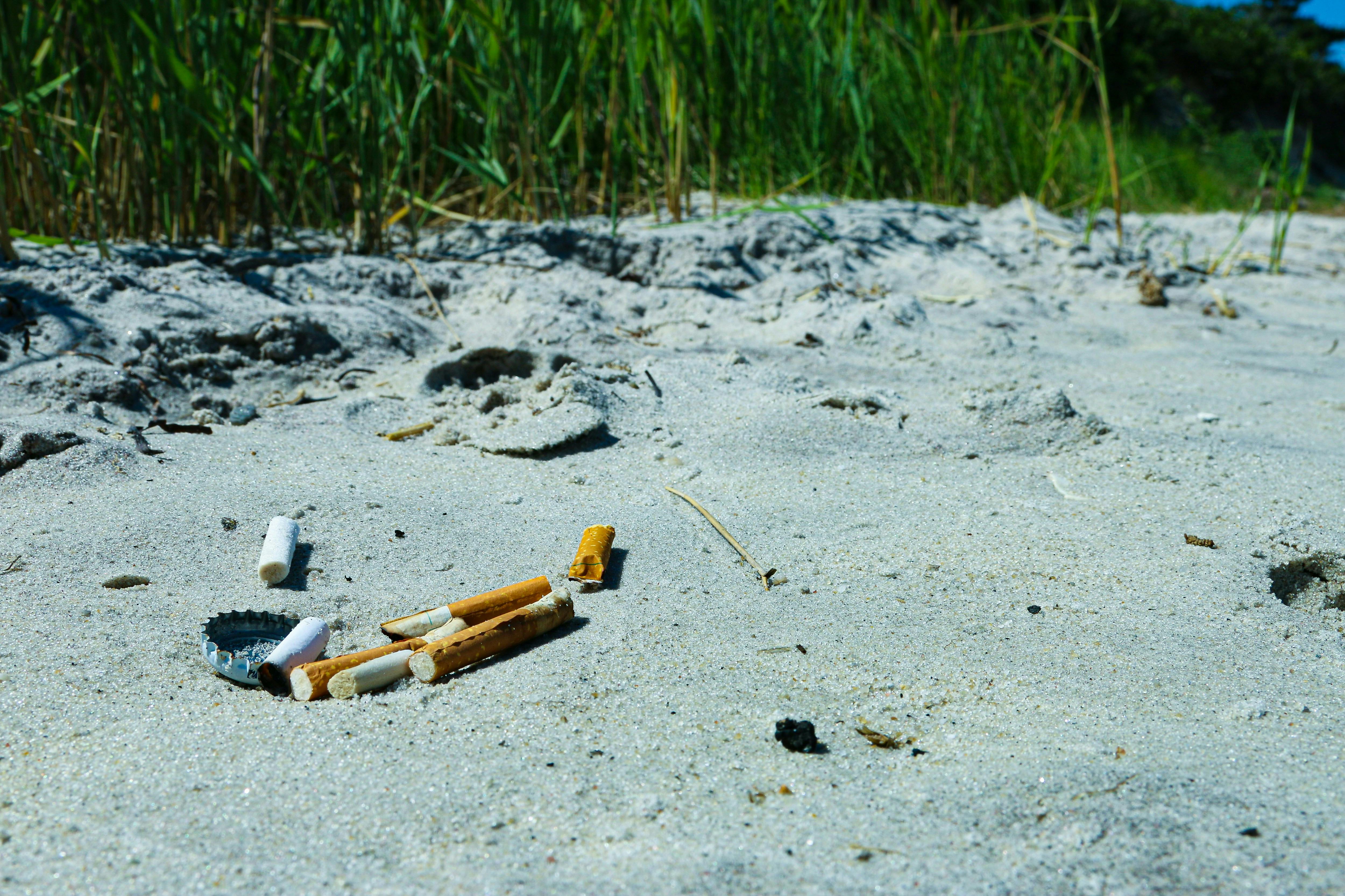 A pile of cigarette butts lay littered on a sandy beach with tall grass in the background. 