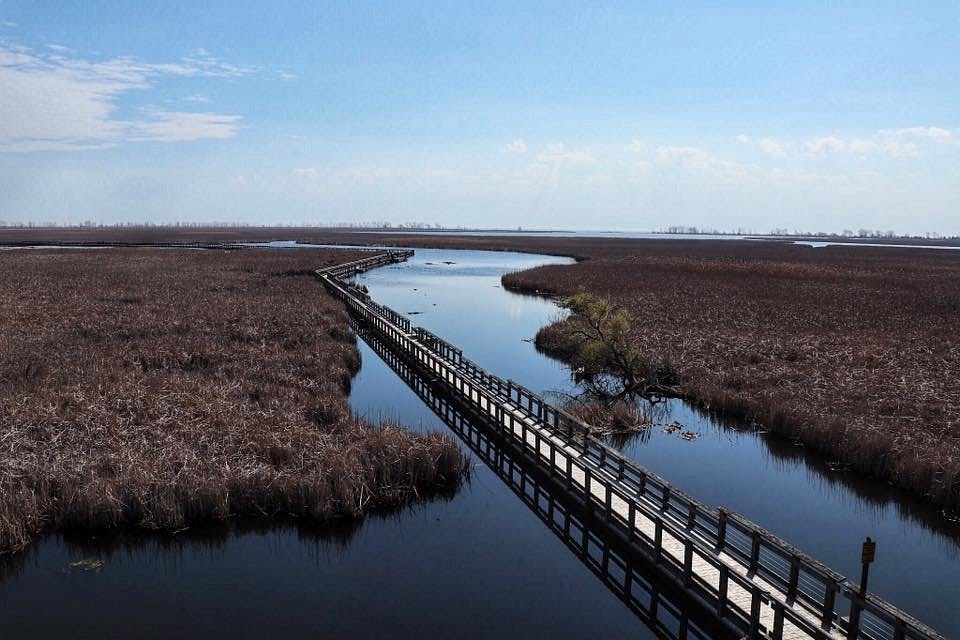 Image of a boardwalk going through a marshy river at Point Pelee.