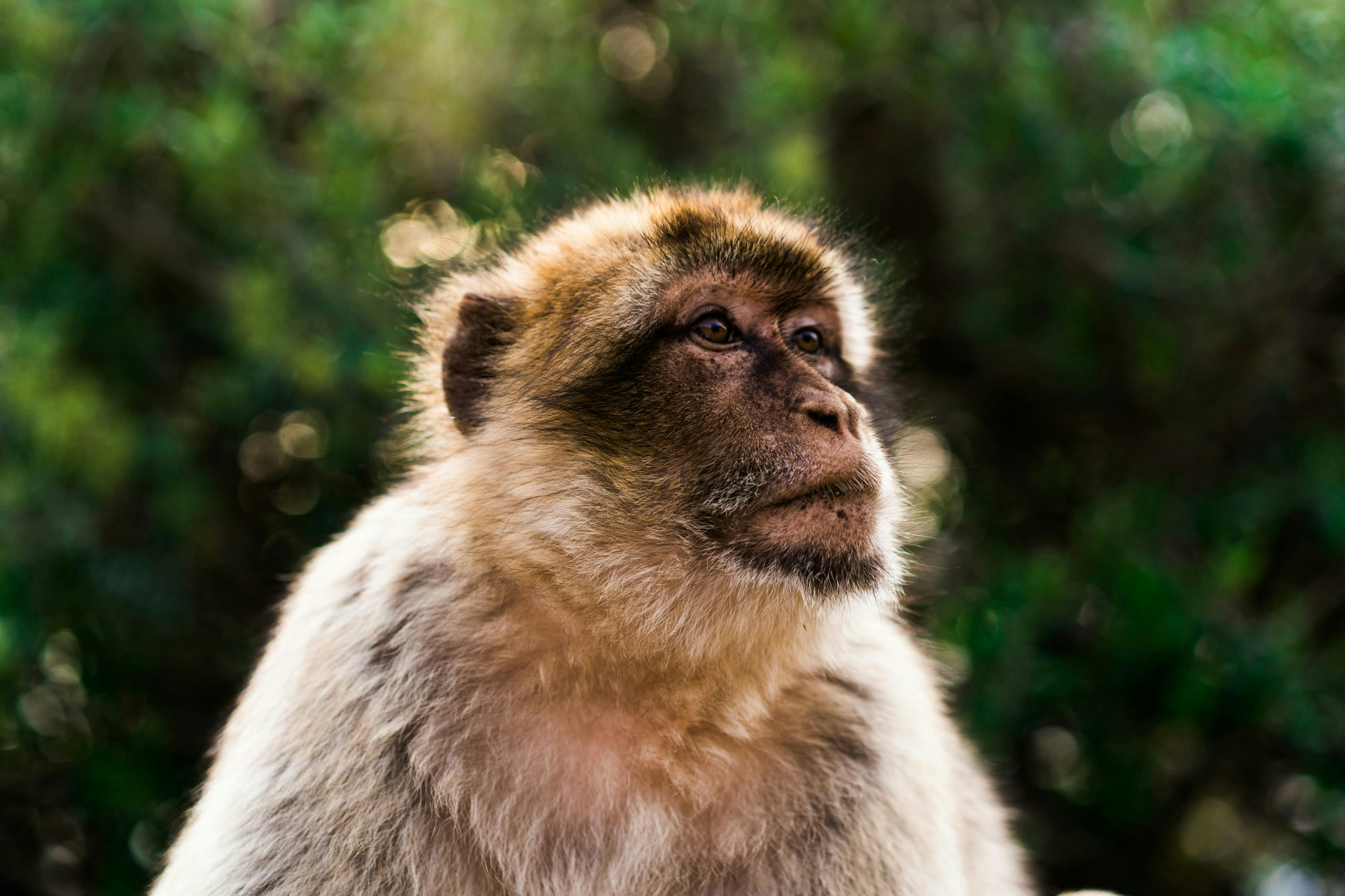 Macaque monkey with golden-grey fur looks off into the distance. 