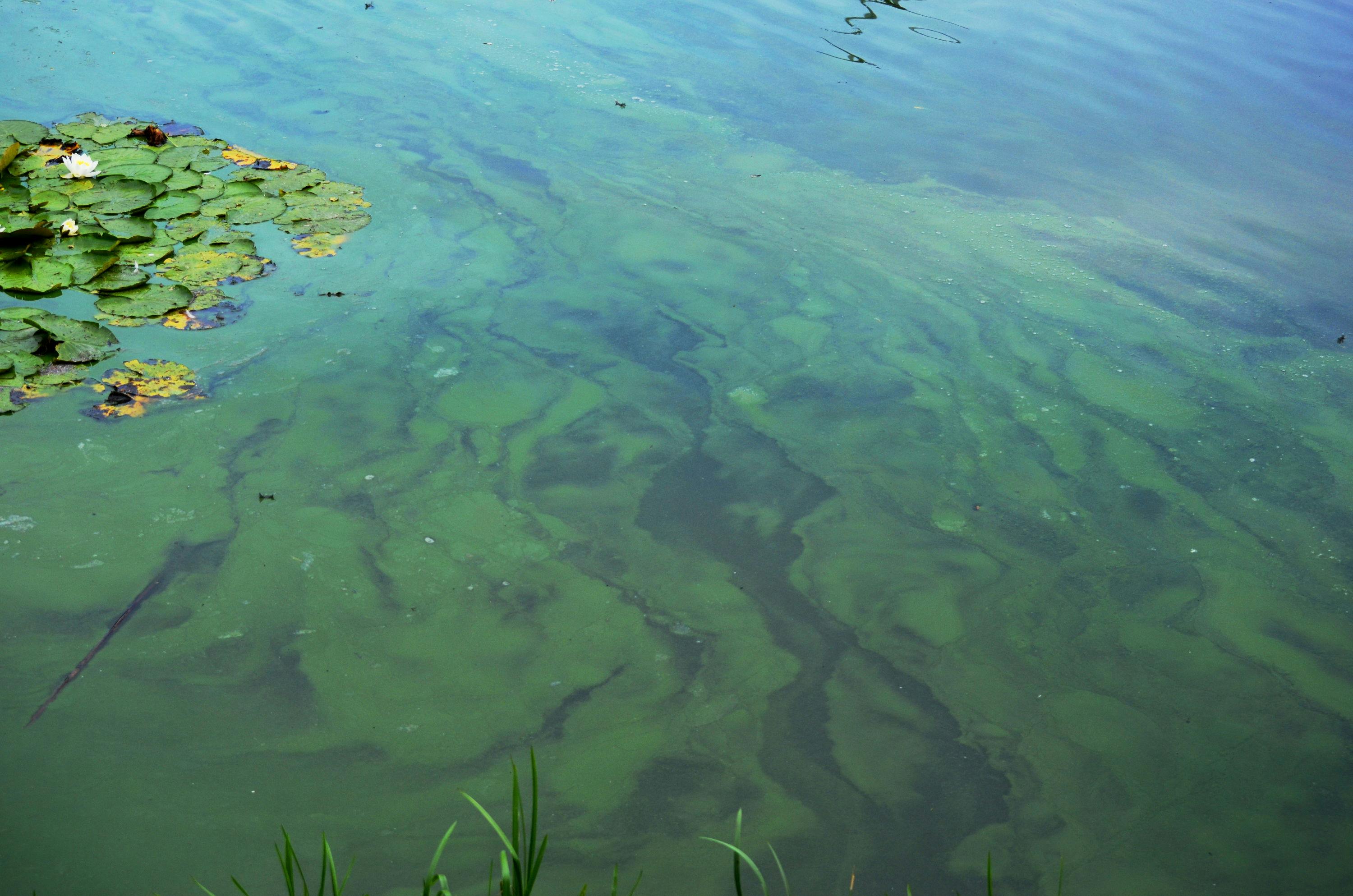 Keep close eye on blue-green algae this summer