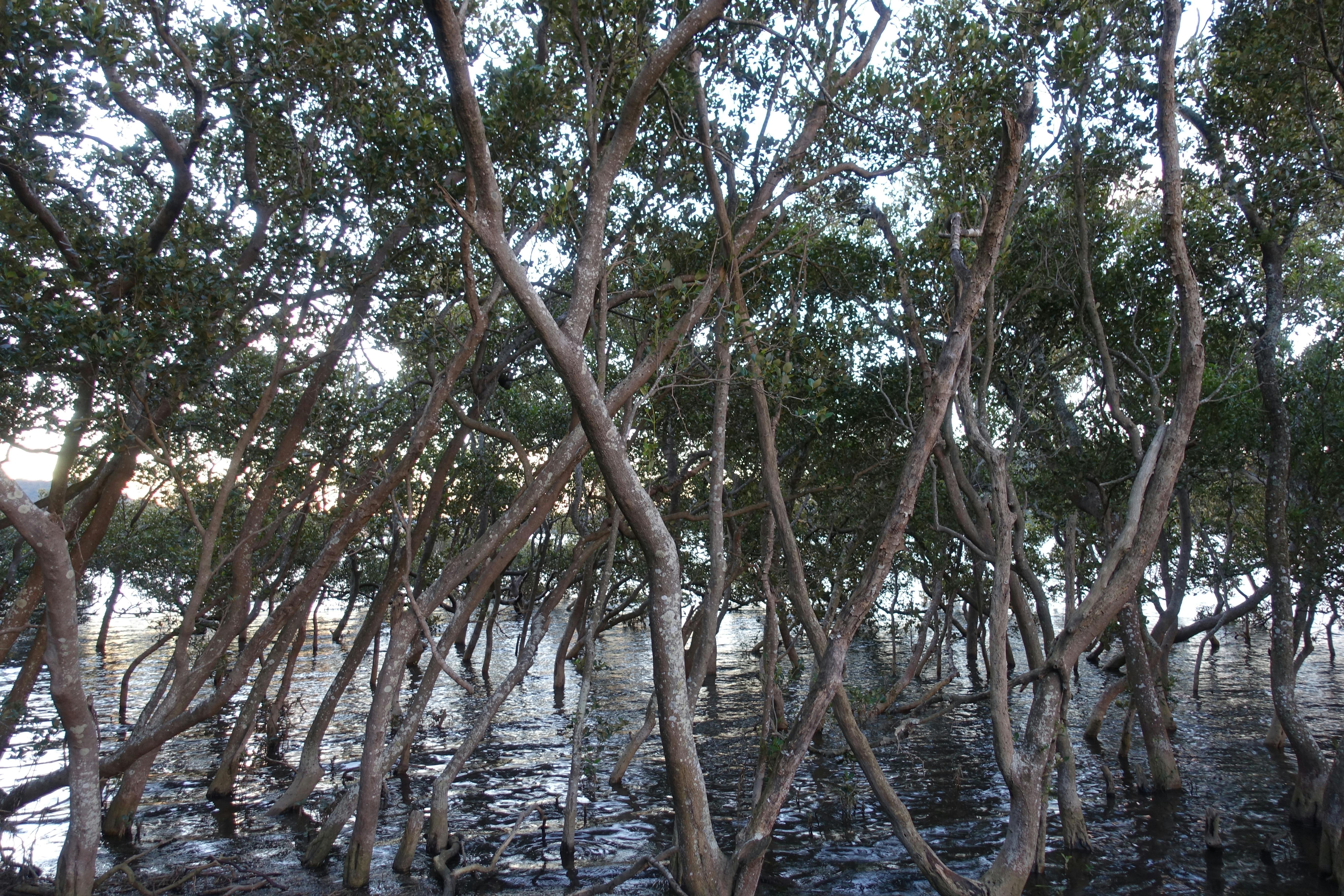 A group of mangroves growing from Parramatta River.  
