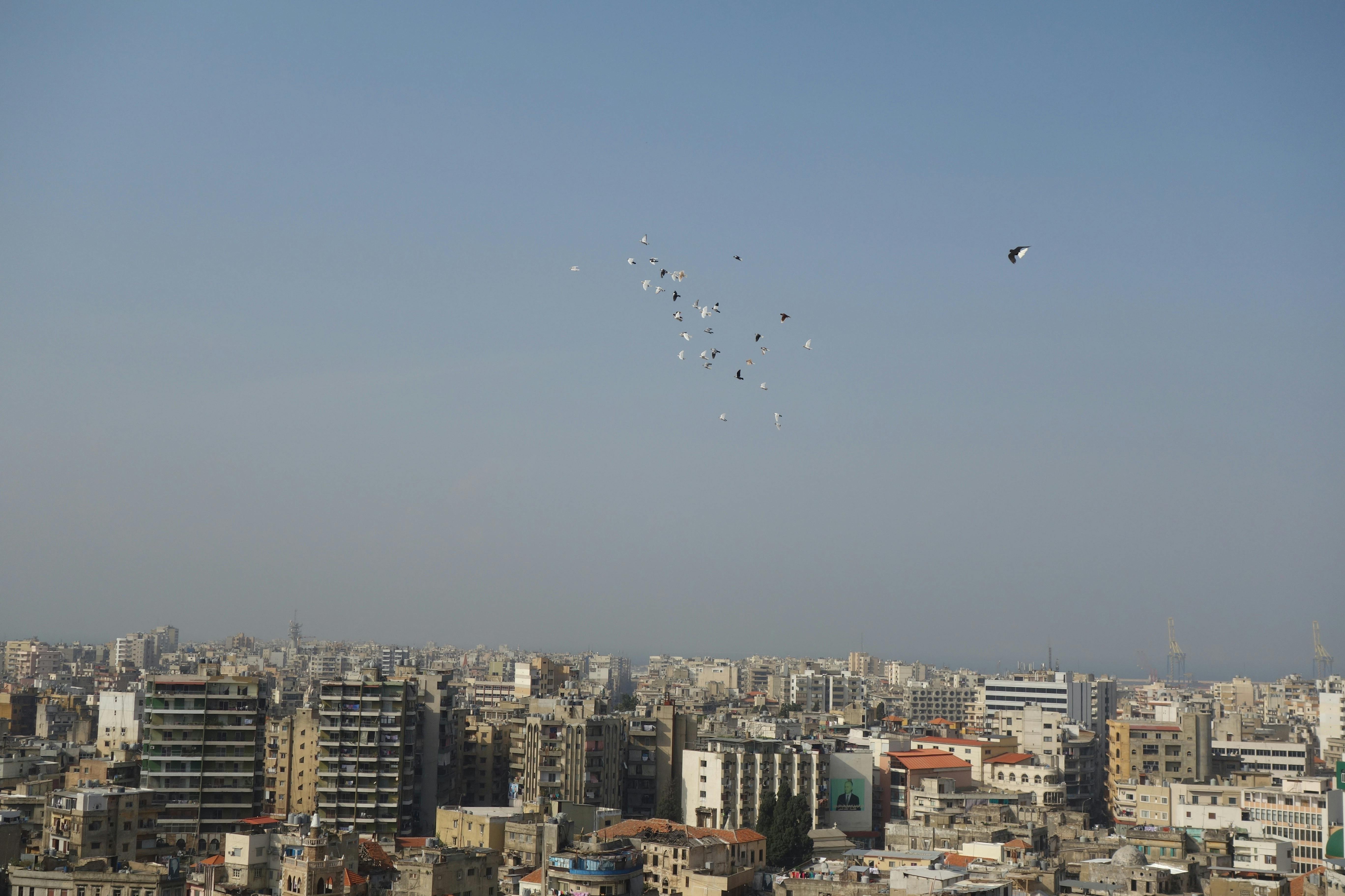 Birds flying in the sky over the city of Tripoli.