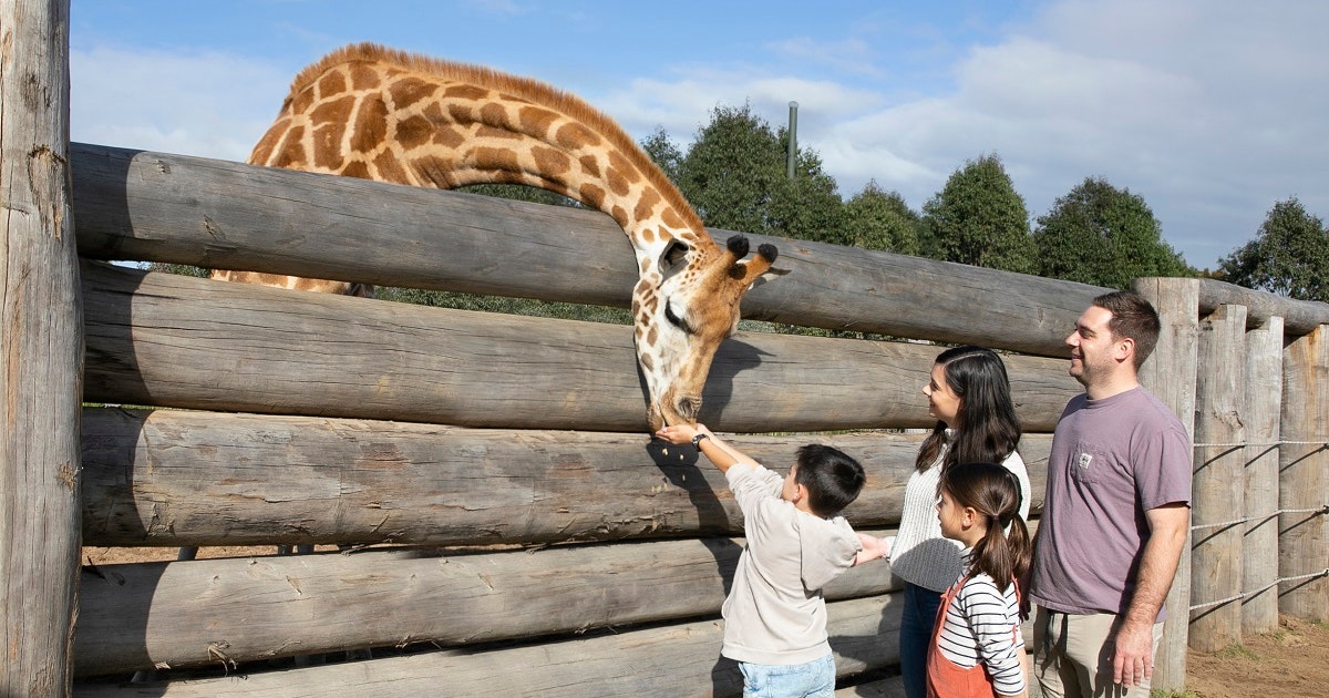 Sydney Zoo Encounters