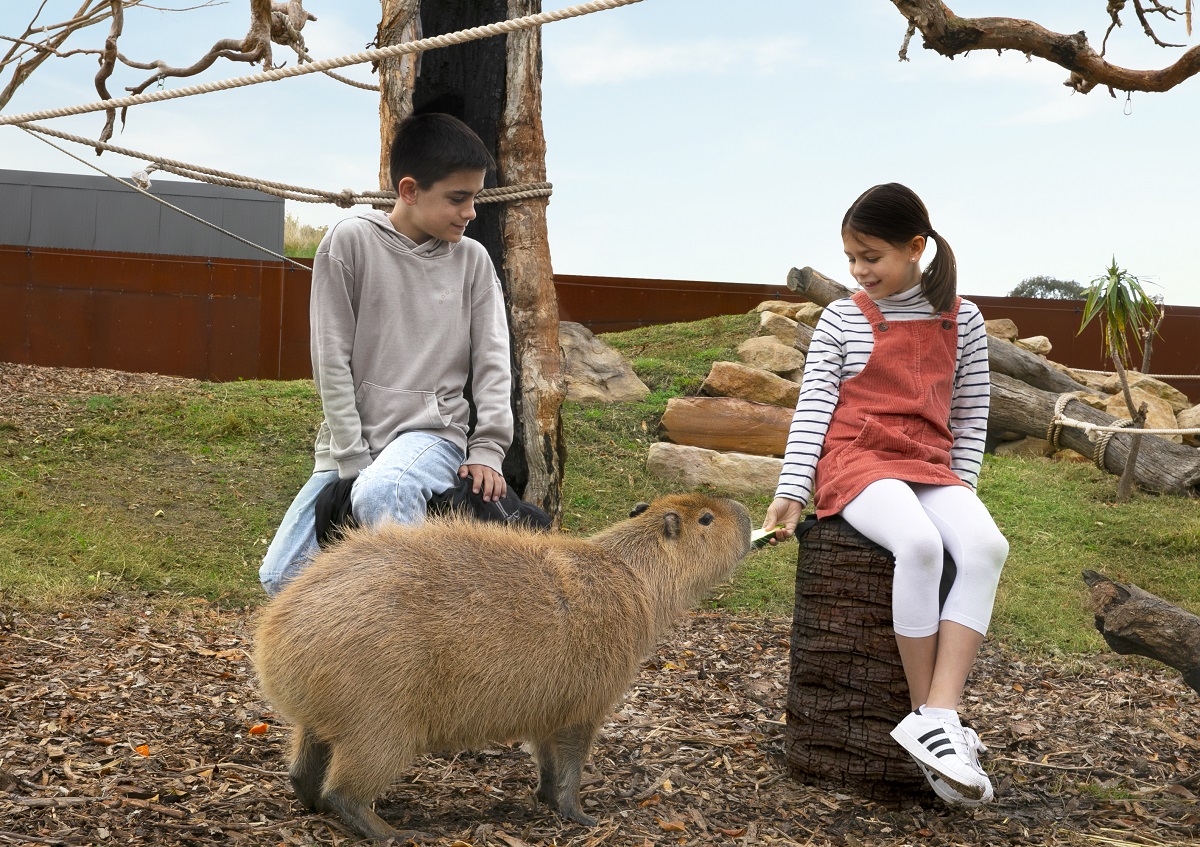 Sydney Zoo Capybara Encounter