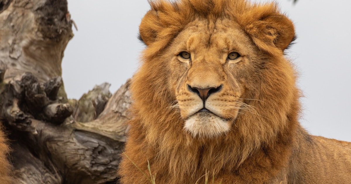 Sydney Zoo : Sydney Zoo | Opening hours : If your time is limited and