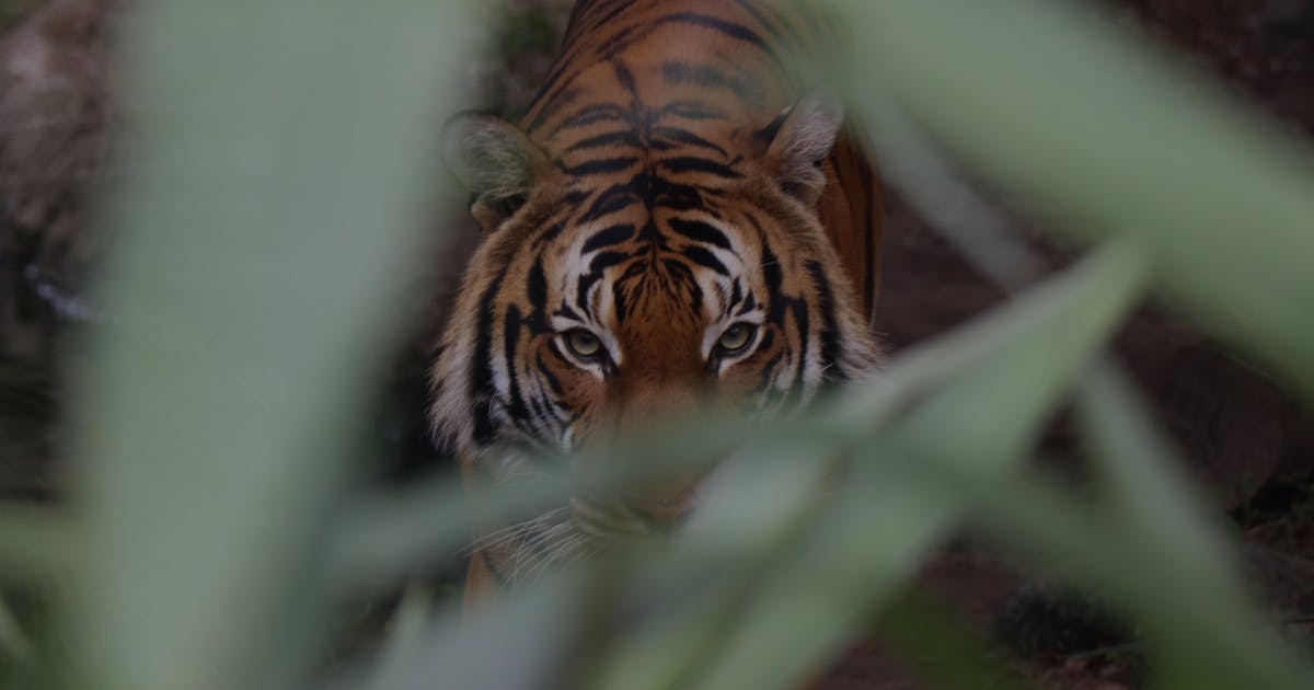 sydney zoo animals