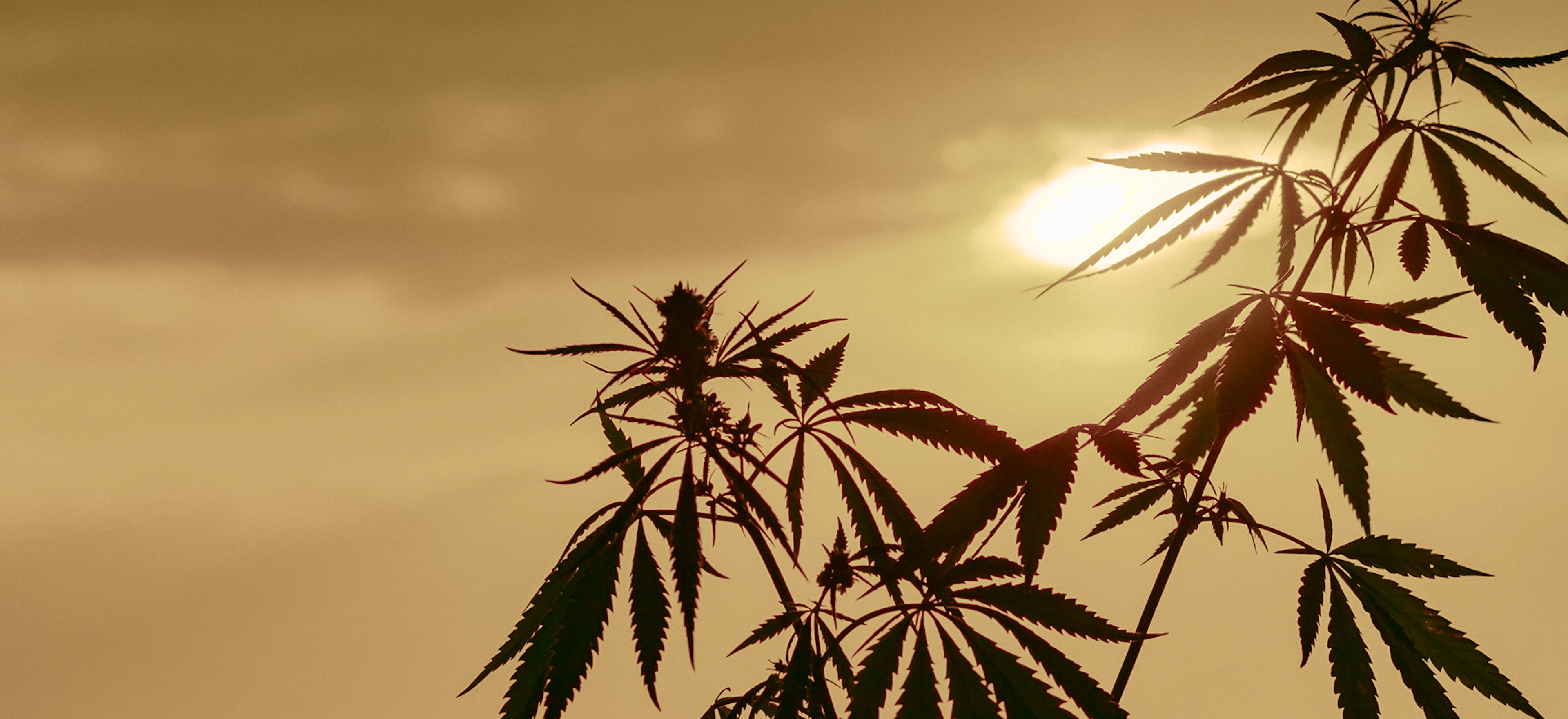 Sacramento's Best Cannabis Dispensary Near Me | We Offer Fast