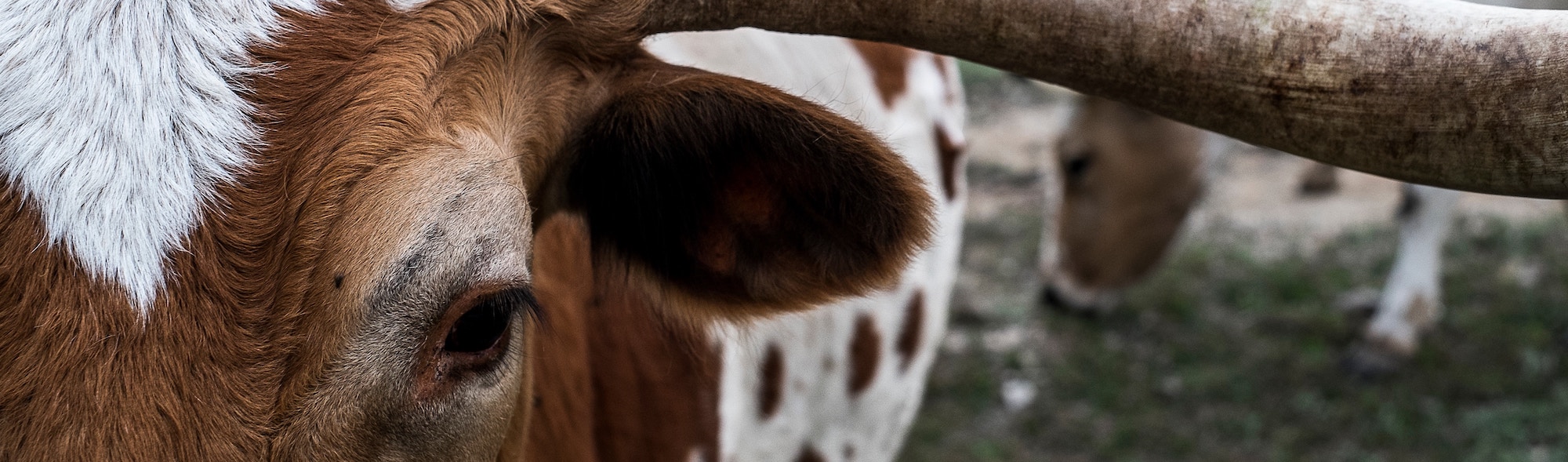 texas payroll taxes for employers