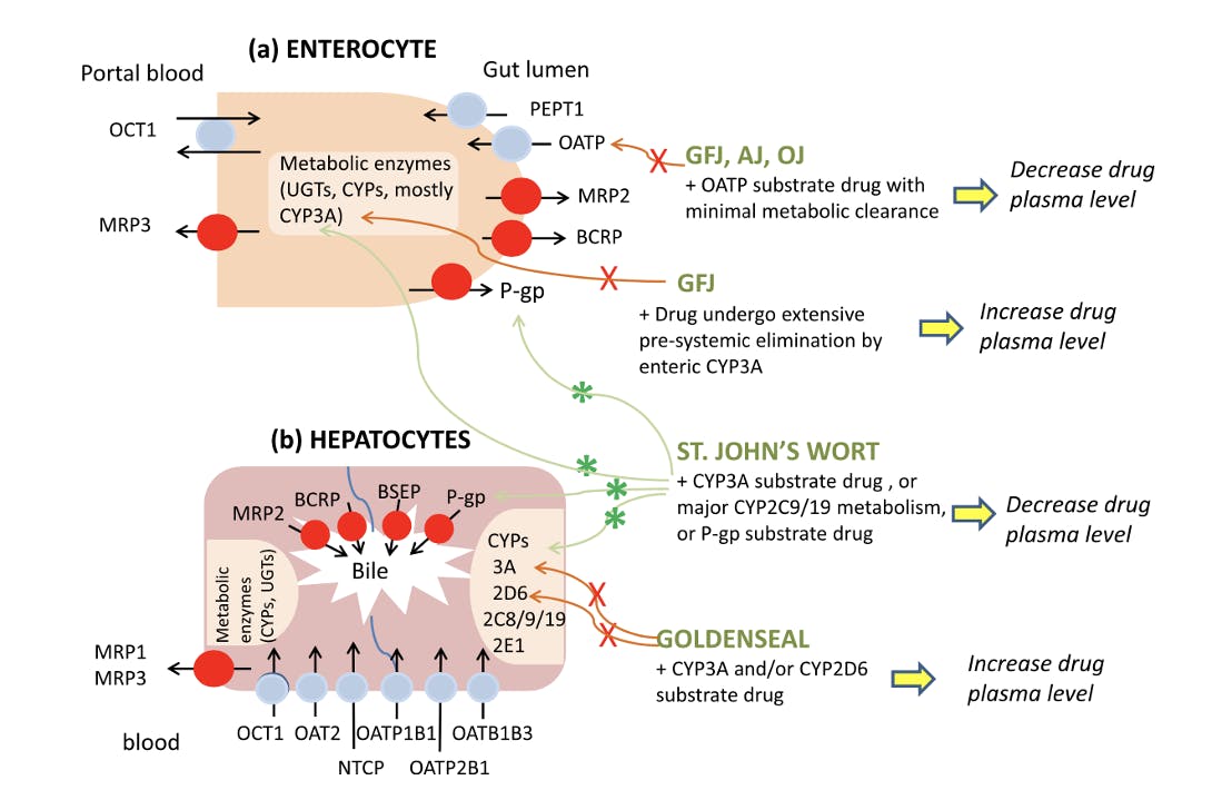 enzyme-transporter-mediated-botanical–drug-interactions