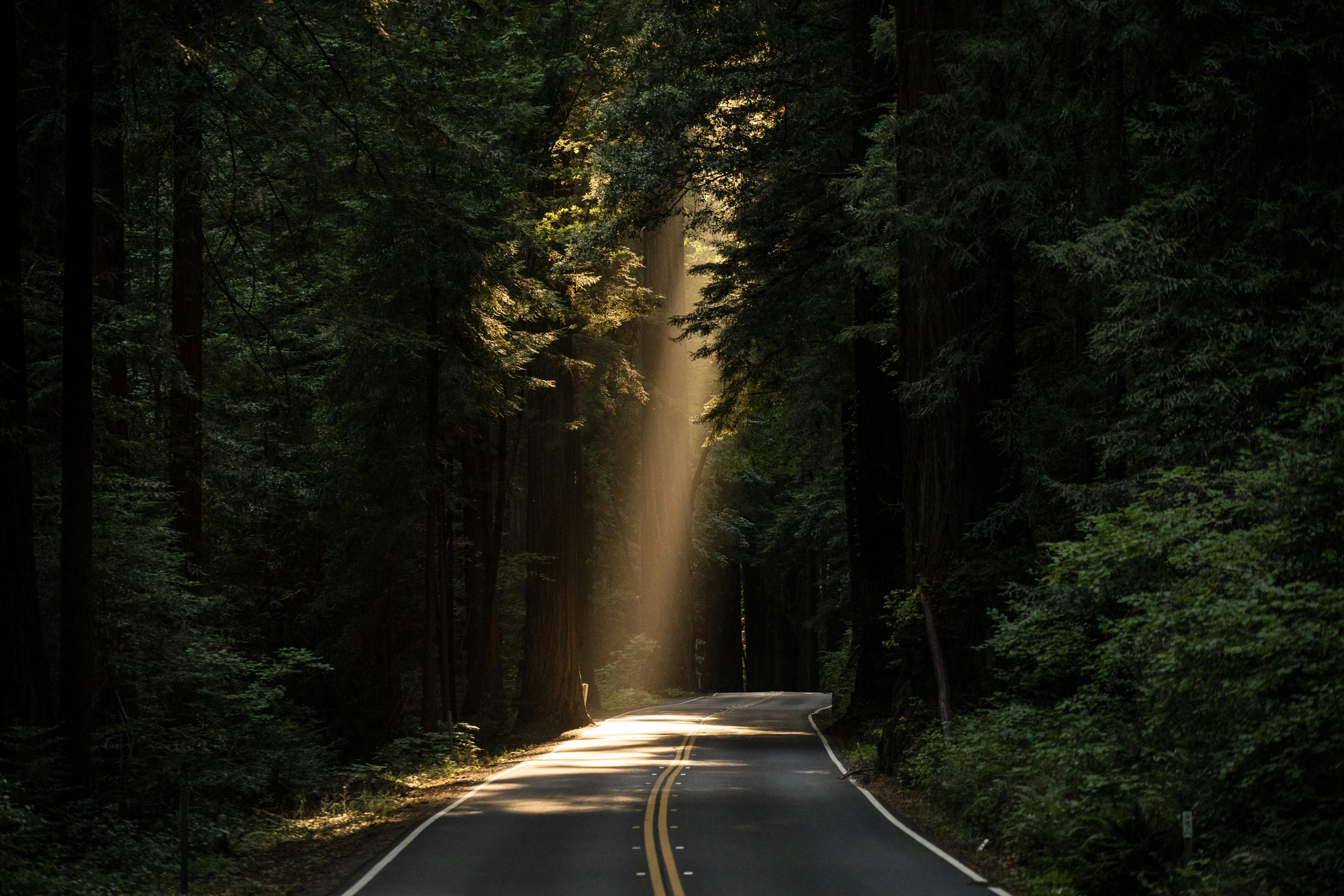 a road in a forest