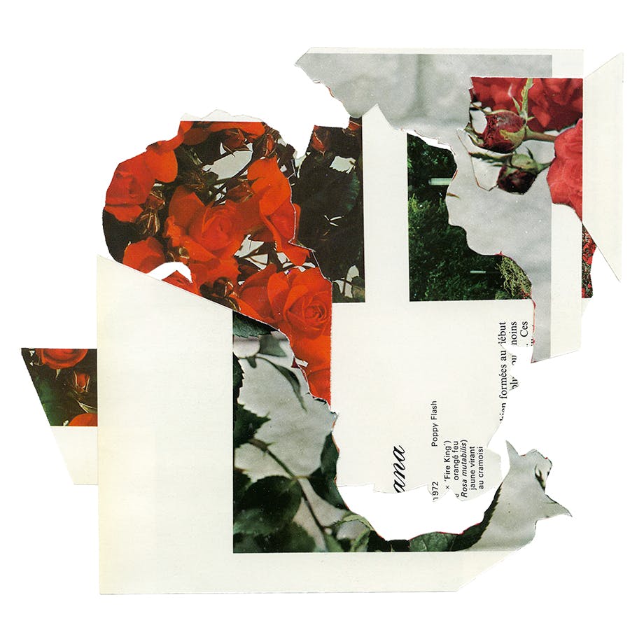synckop; collage; art; artiste; color; minimal; ecology; design; cut; paper; flowers; red