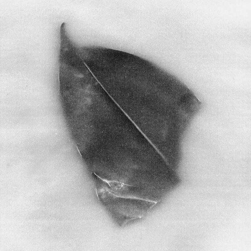 synckop; leaf; ecologie