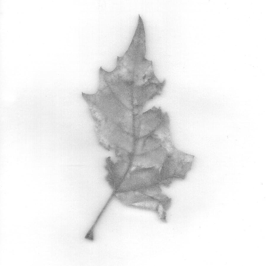synckop; leaf; nature