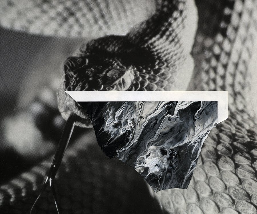 synckop; snake; collage