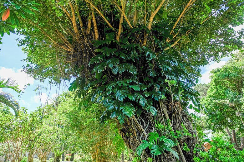 宮古島市熱帯植物園 沖縄県内最大の人口熱帯植物園で 花と蝶に囲まれて森林浴をしよう 沖楽