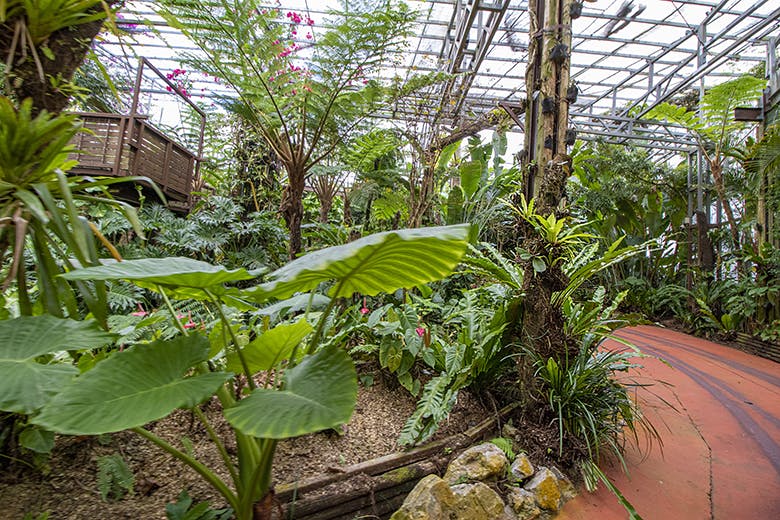 ナゴパイナップルパーク｜コース内に生い茂る巨大なシダ植物