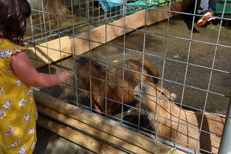 ネオパークオキナワ 見てふれて 驚く 体験型どうぶつ王国 沖楽