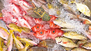 沖縄市漁業協同組合「パヤオ直売店」