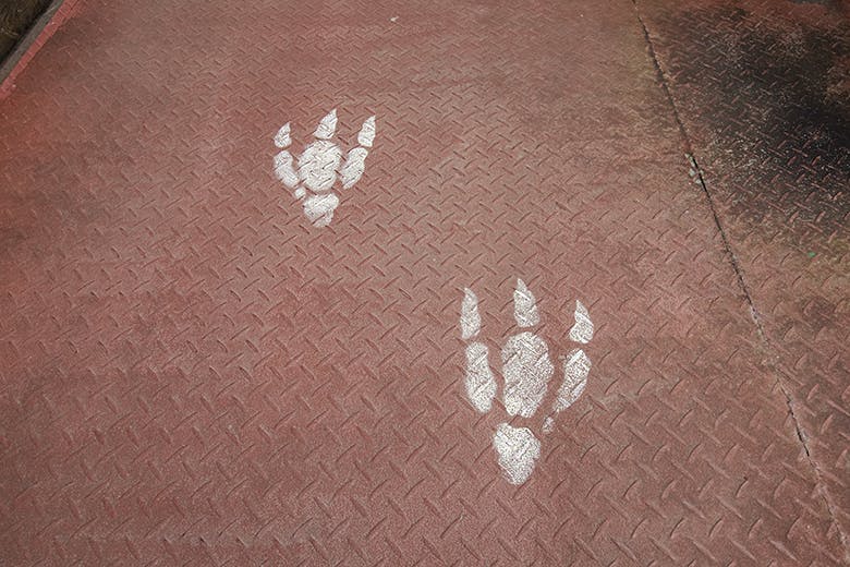 ナゴパイナップルパーク｜通路に描かれた恐竜の足跡