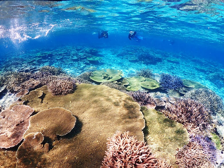 八重干瀬 やびじ まるで竜宮城 日本最大のサンゴ礁群で思う存分シュノーケルを楽しむ 沖楽