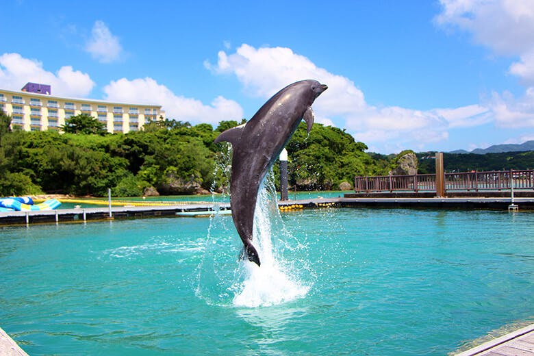 もとぶ元気村 イルカと一緒に泳ぎたい その夢を叶えてくれる体感リゾート 沖楽