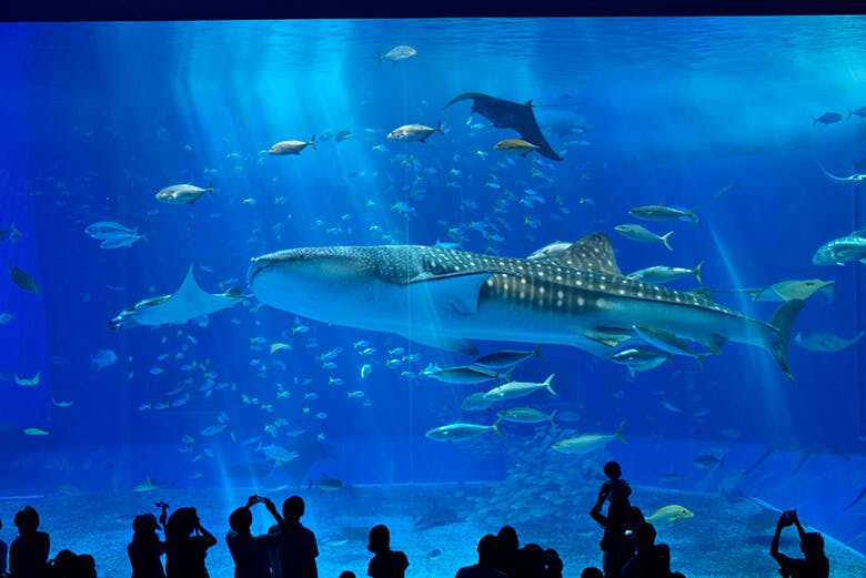 エメラルドビーチ 沖縄美ら海水族館 のそばにあるコーラルサンドのビーチ 沖楽 エメラルドビーチ 沖縄美ら海水族館 のそばにあるコーラルサンドのビーチ 沖楽