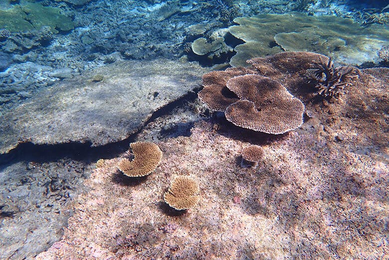 八重干瀬 やびじ まるで竜宮城 日本最大のサンゴ礁群で思う存分シュノーケルを楽しむ 沖楽
