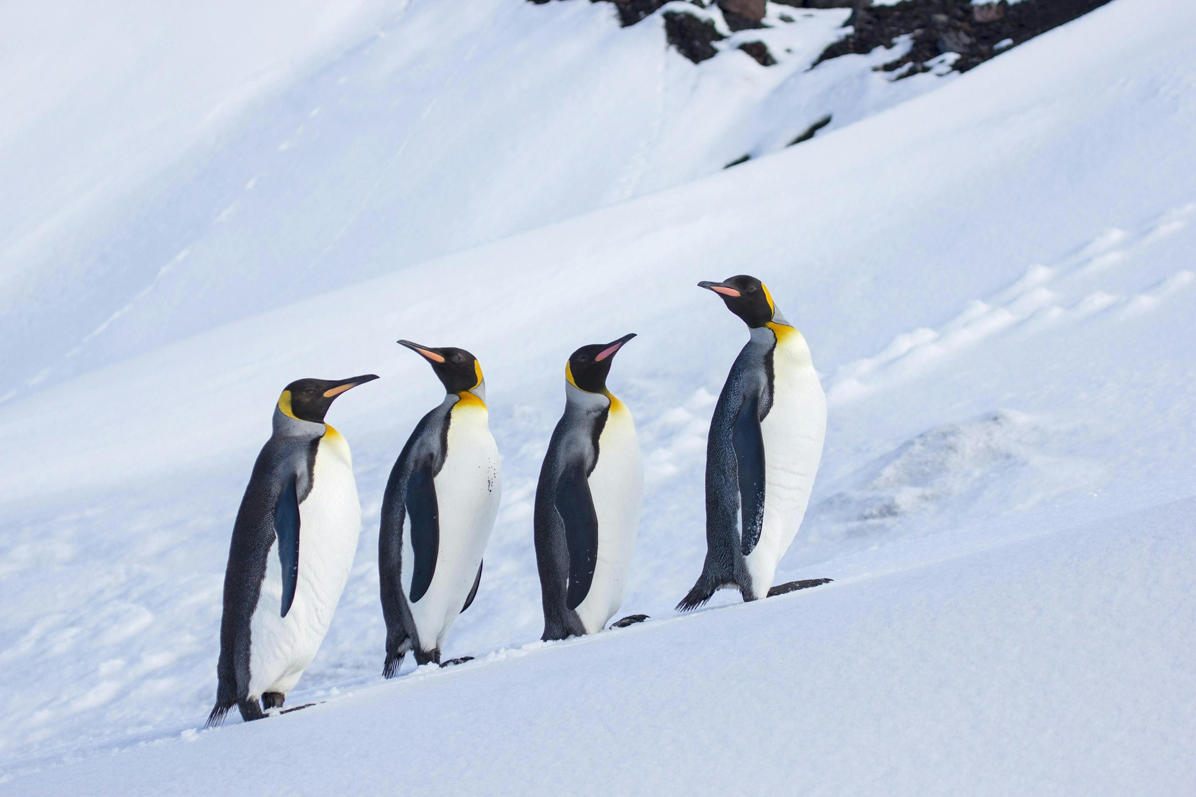 Manchots sur la glace 