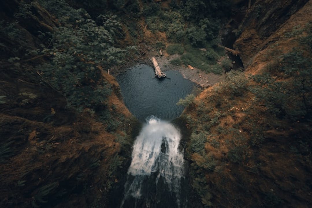 Forest in Oregon USA