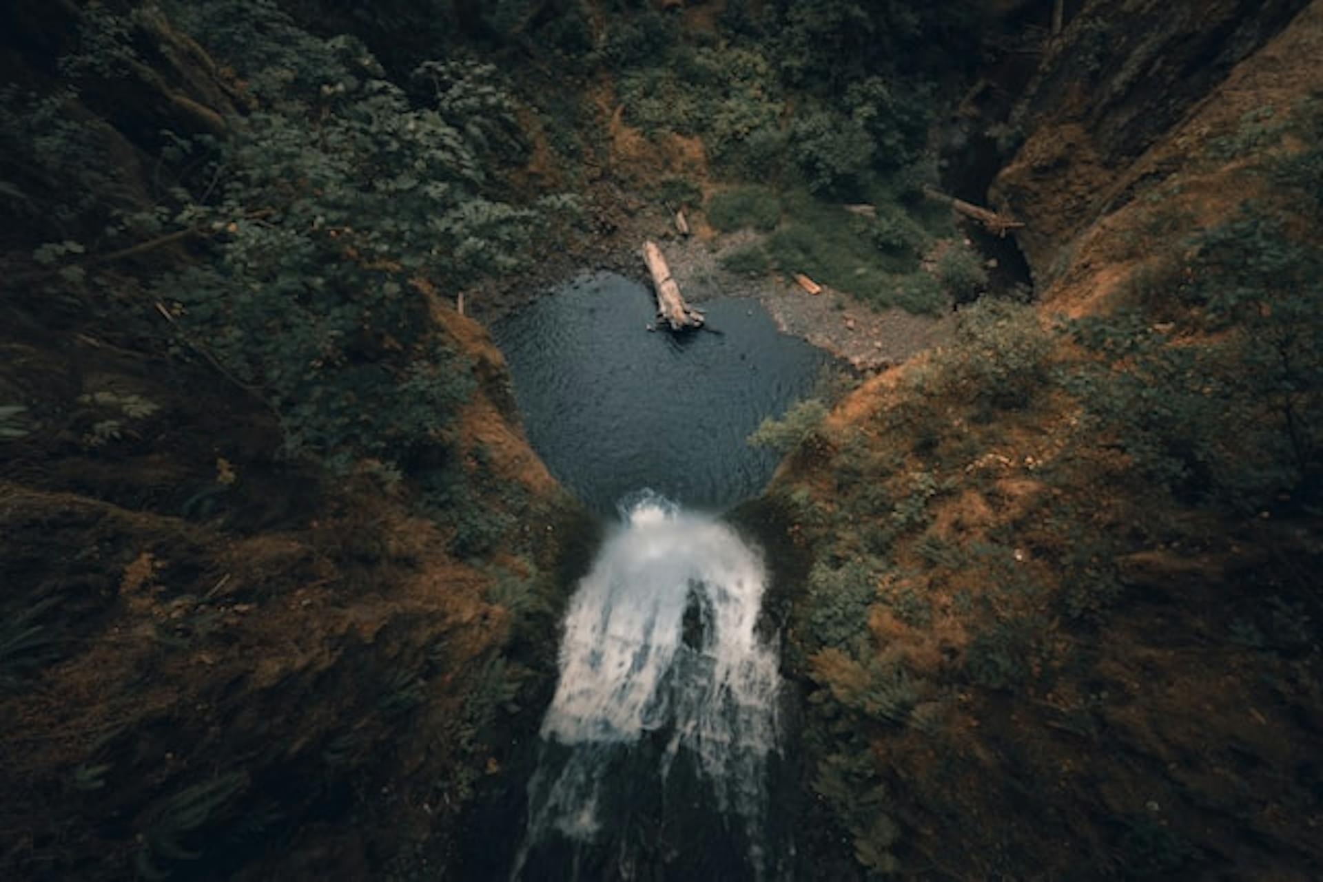Forest in Oregon USA