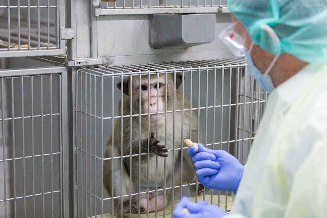 Laboratory macaque