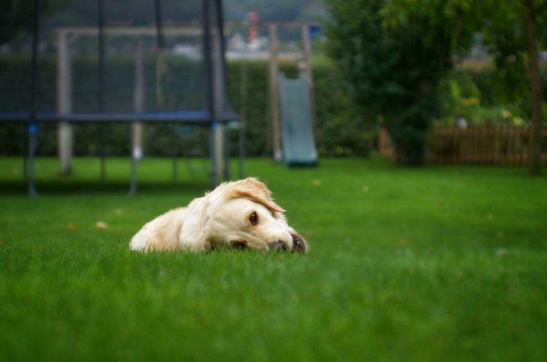 A dog enjoying a cool moment on a lawn