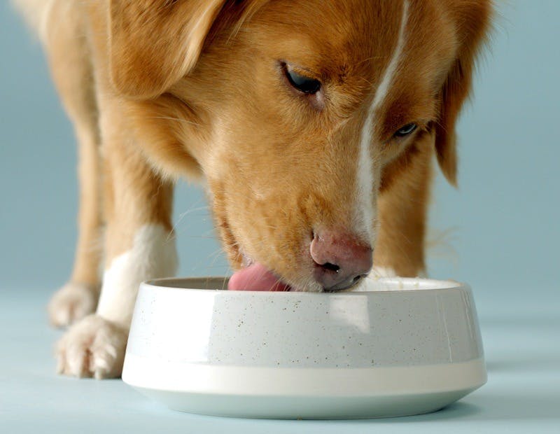 dog licking his bowl clean