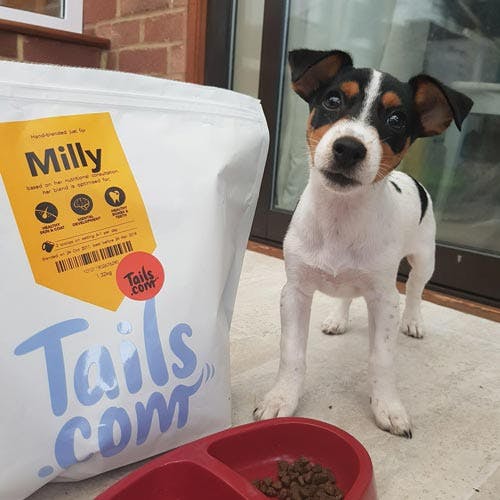 Milly the Jack Russell Terrier's review of tails.com
