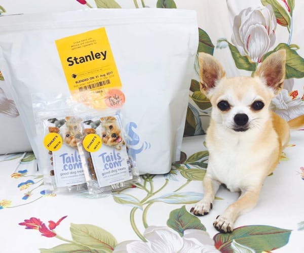 Lesley und ihr Chihuahua Stanley