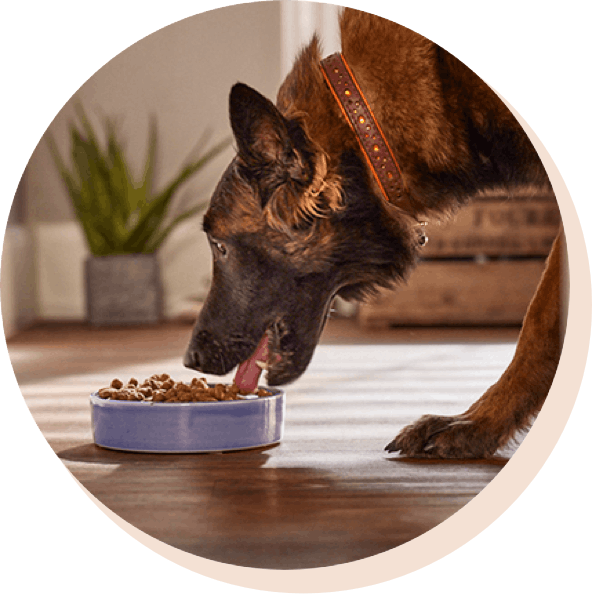 Unser praktisches Monatsabo für die komplette Hundeernährung