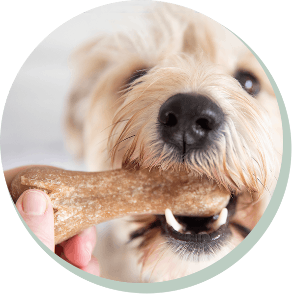 dog with Whimzees Rice Bone