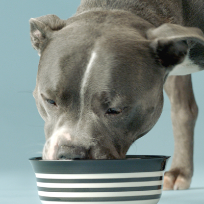 Best food shop for staffy