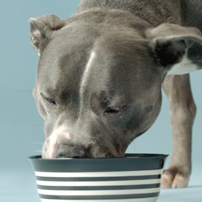 Picture of a Staffordshire terrier eating Tails.com wet food from a bowl.